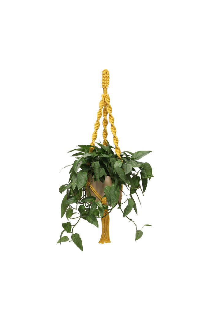 Original Plant Hanger
