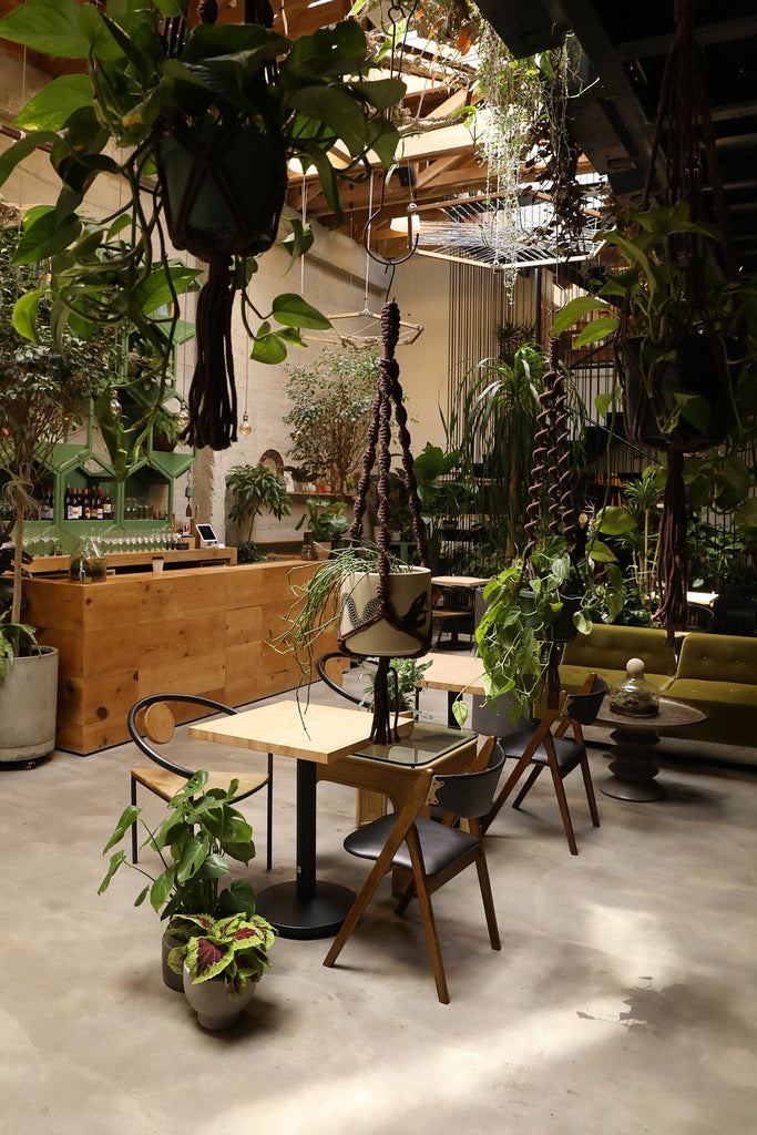 Plant Hanger