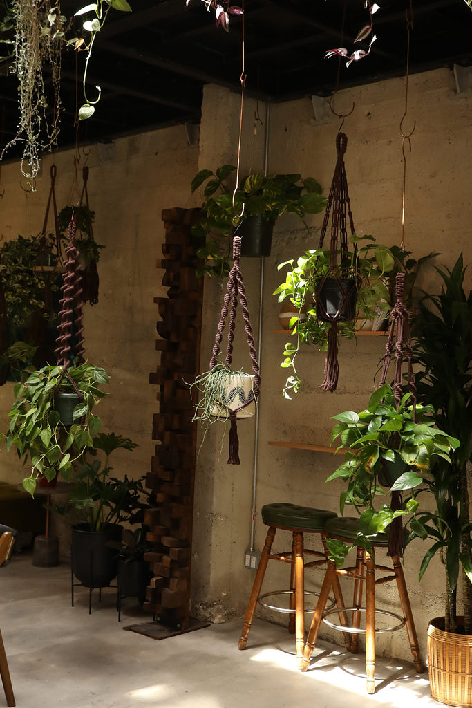 Plant Hanger