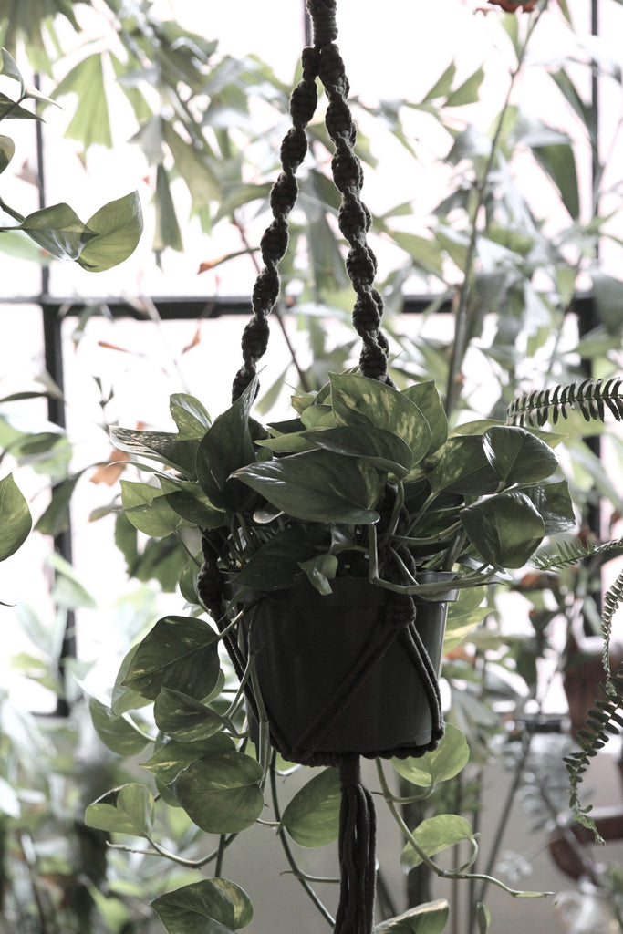 Original Plant Hanger