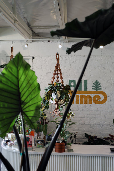 Leather Plant Hanger