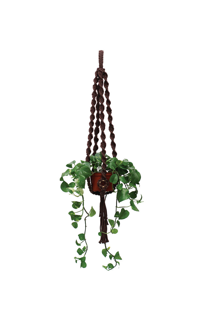 Plant Hanger w/ Wood Rings