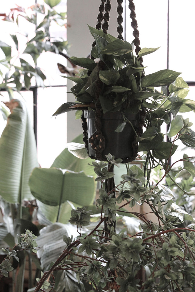 Original Plant Hanger