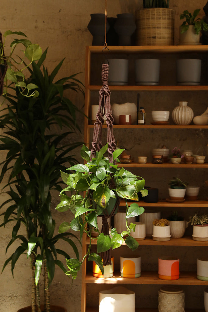 Plant Hanger