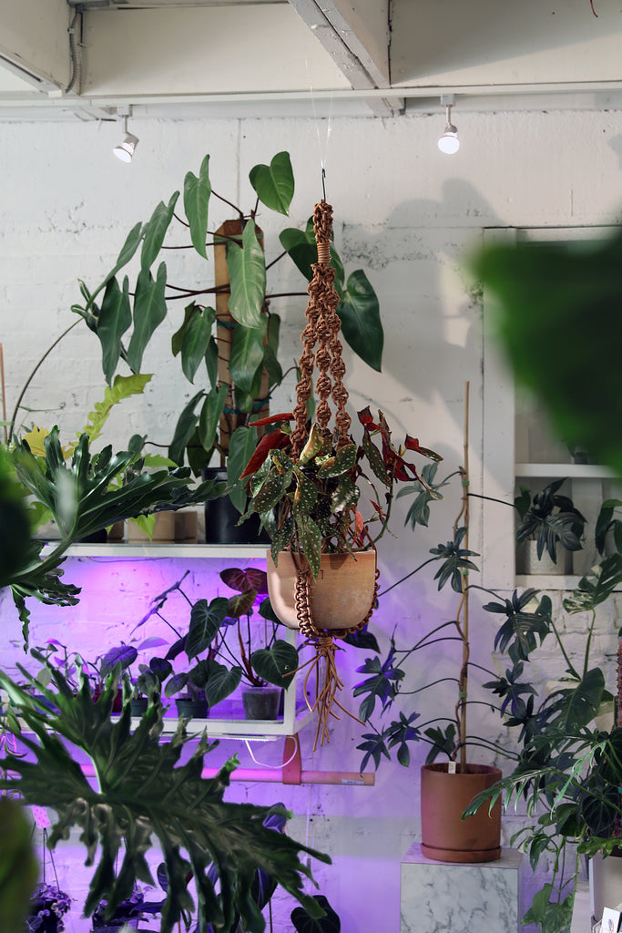 Leather Plant Hanger
