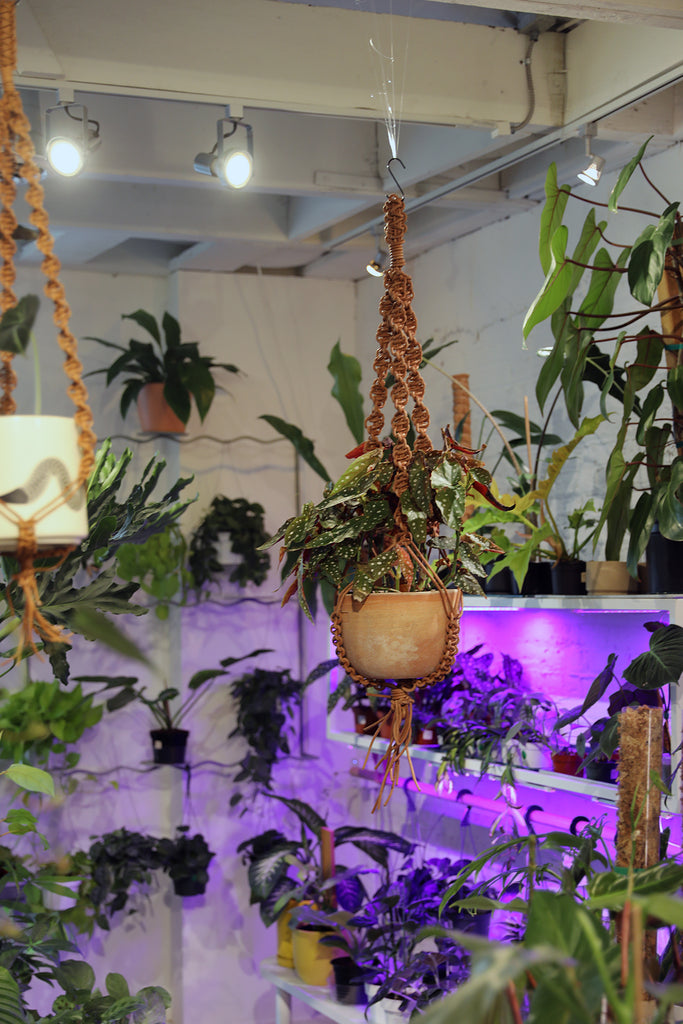 Leather Plant Hanger