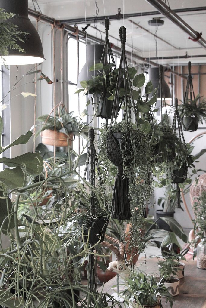 Plant Hanger
