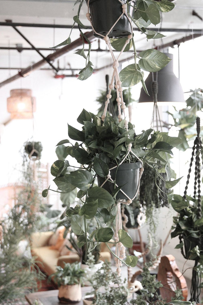 Beaded Double Plant Hanger