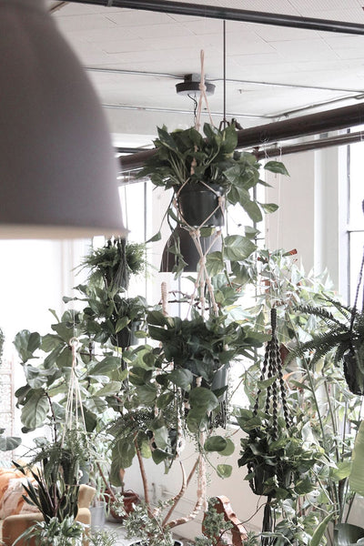Beaded Double Plant Hanger