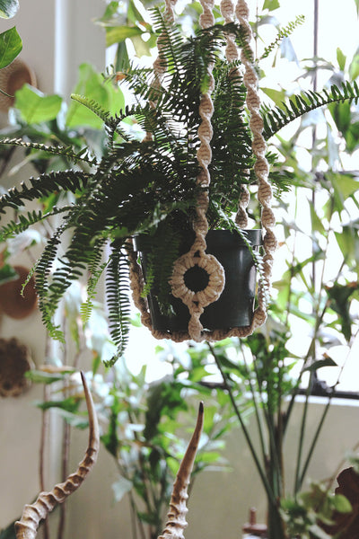 Original Plant Hanger
