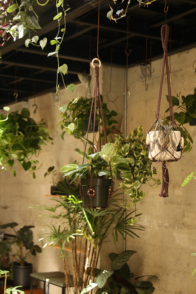 Plant Hanger w/ Wood Rings