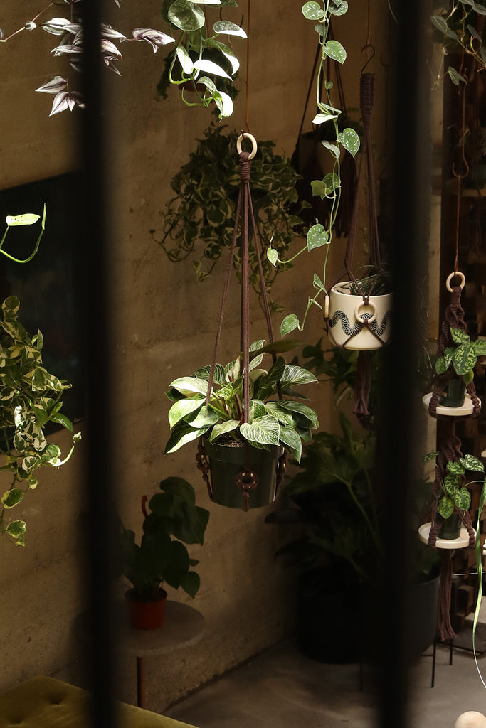 Plant Hanger w/ Wood Rings