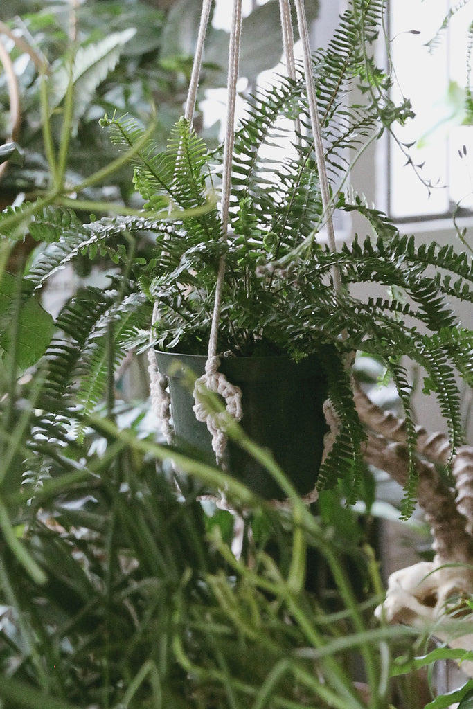 Original Plant Hanger