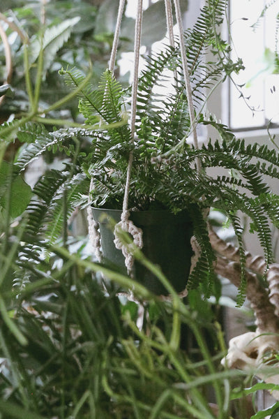 Original Plant Hanger