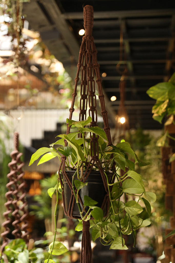 Plant Hanger