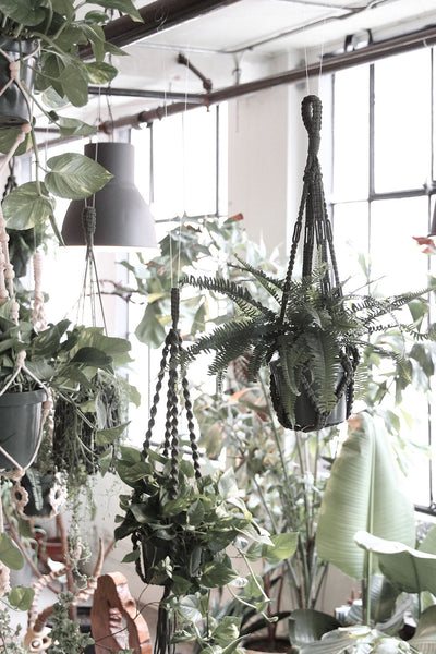 Original Plant Hanger