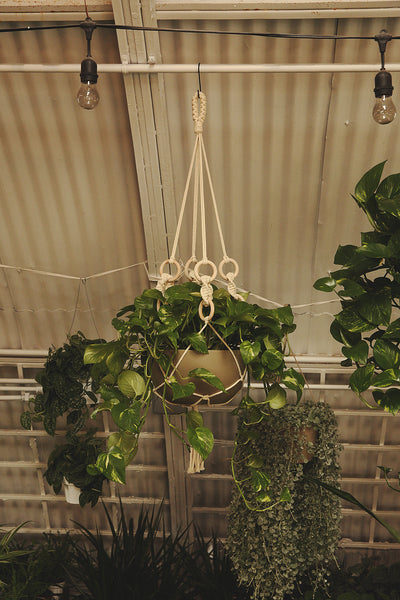 Plant Hanger