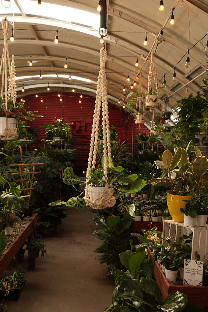 Plant Hanger