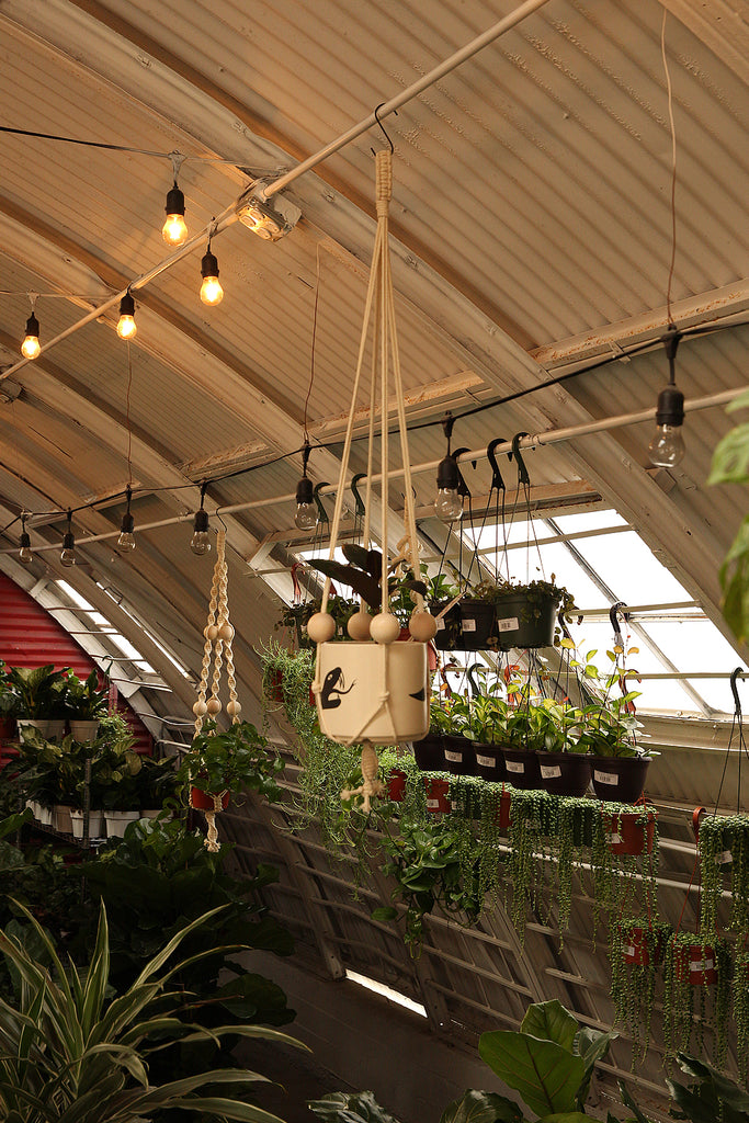 Plant Hanger