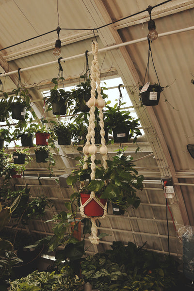 Plant Hanger