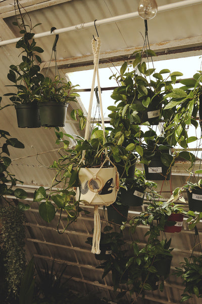 Plant Hanger