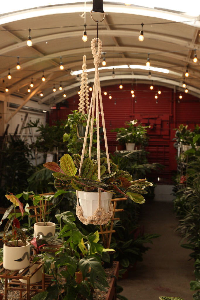 Plant Hanger