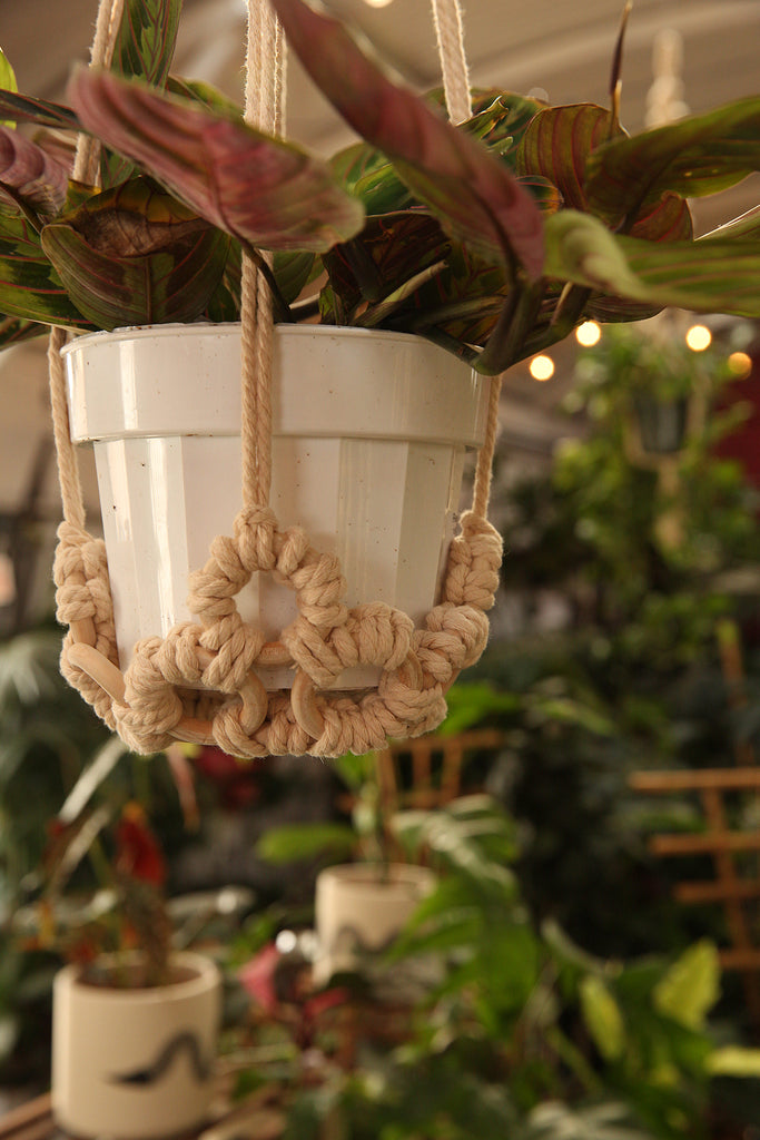 Plant Hanger