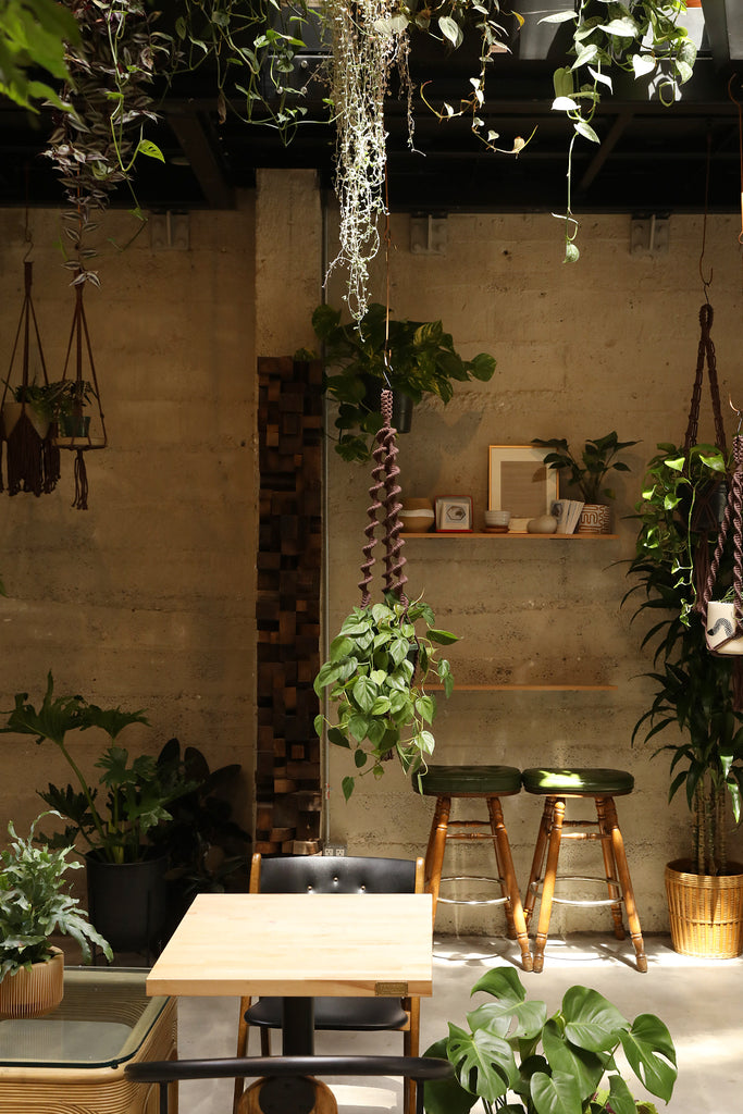 Plant Hanger