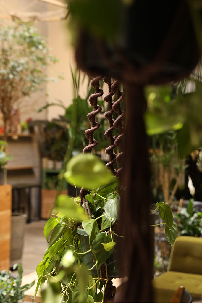 Plant Hanger