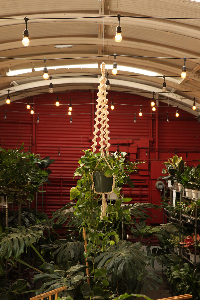 Plant Hanger