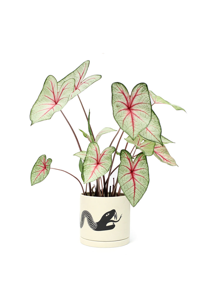 Snake Plant Pot