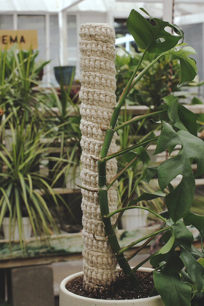 Original Plant Pole