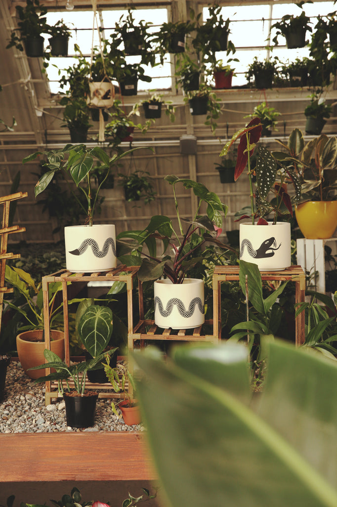 Snake Plant Pot