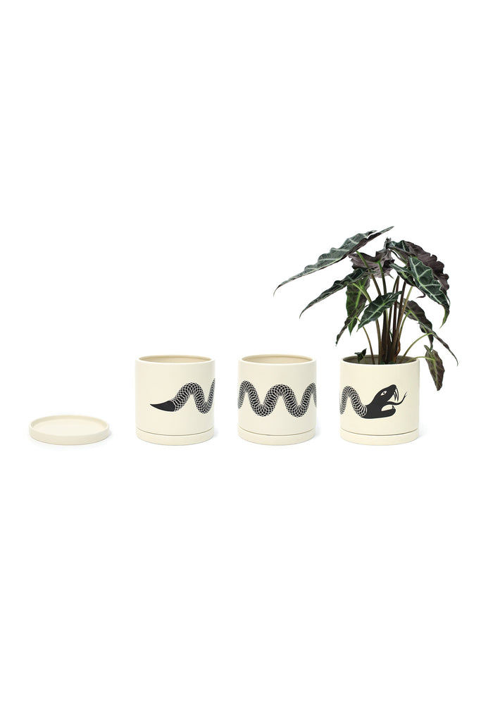 Snake Plant Pot